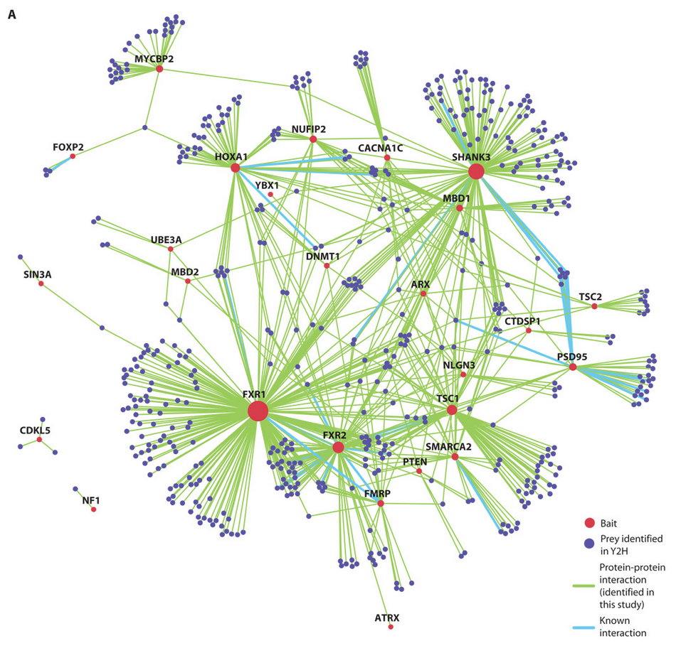 New tool enables mapping of protein interaction networks at scale